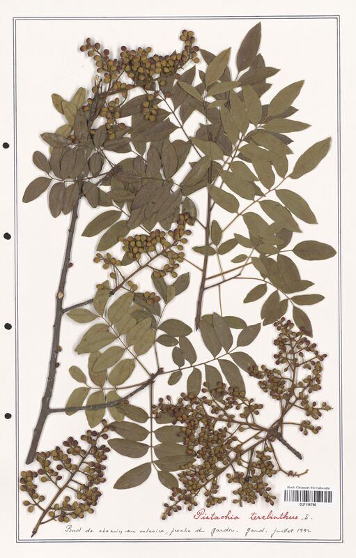 Pistacia terebinthus  (Anacardiacees)