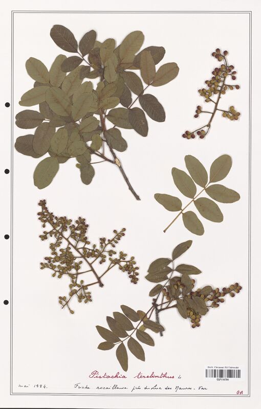 Pistacia terebinthus  (Anacardiacees)