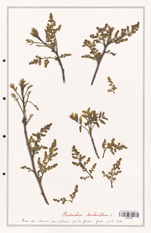 Pistacia terebinthus  (Anacardiacees)