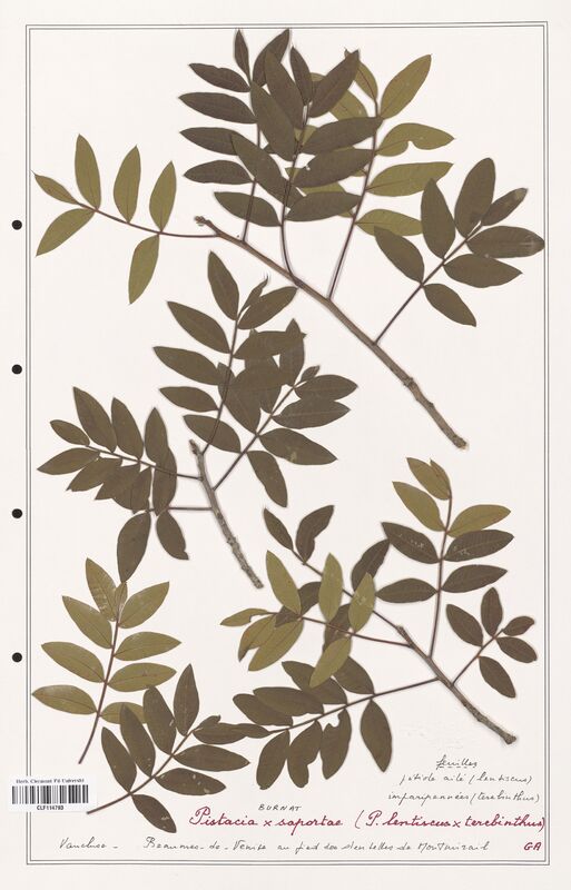 Pistacia x_saportae  (Anacardiacees)