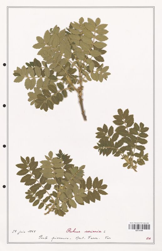 Rhus coriaria  (Anacardiacees)