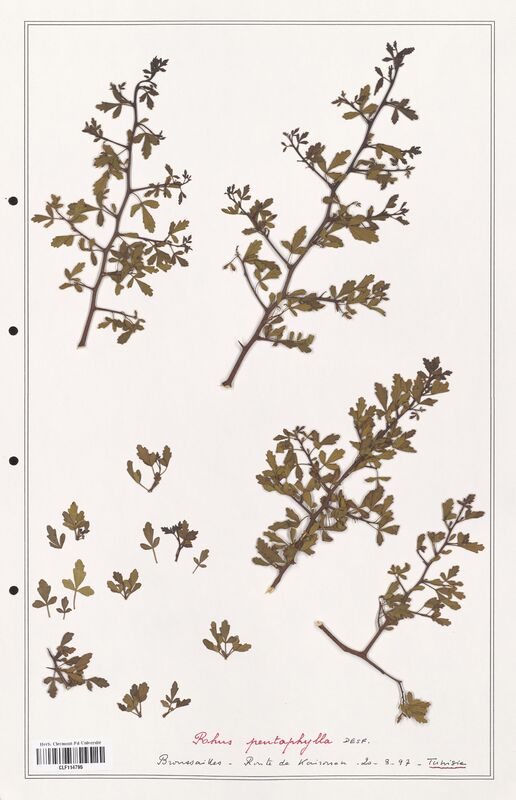 Rhus pentaphylla  (Anacardiacees)