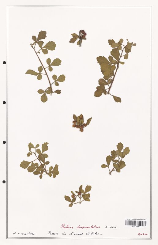 Rhus tripartitus  (Anacardiacees)