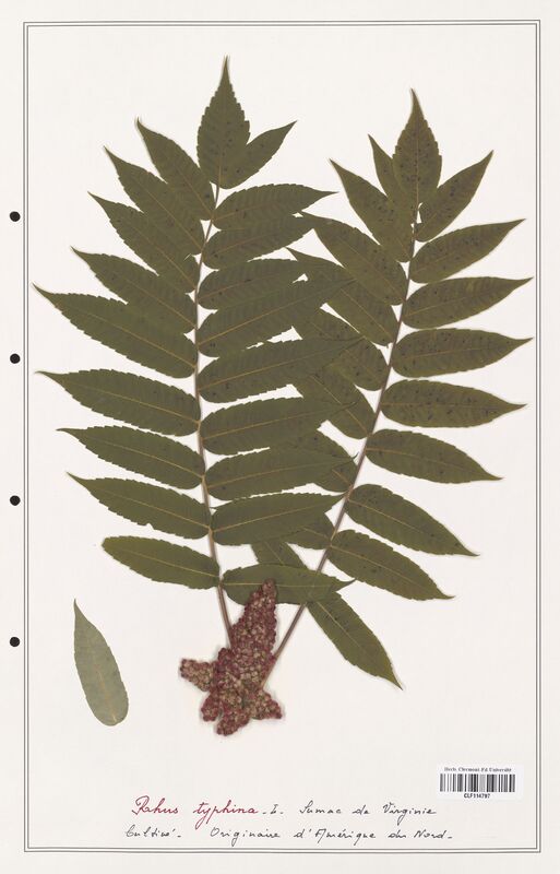 Rhus typhina  (Anacardiacees)