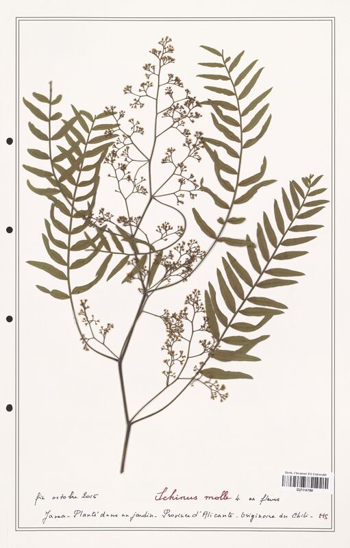 Schinus molle  (Anacardiacees)