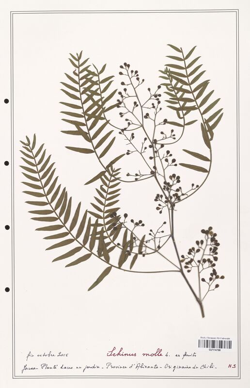 Schinus molle  (Anacardiacees)
