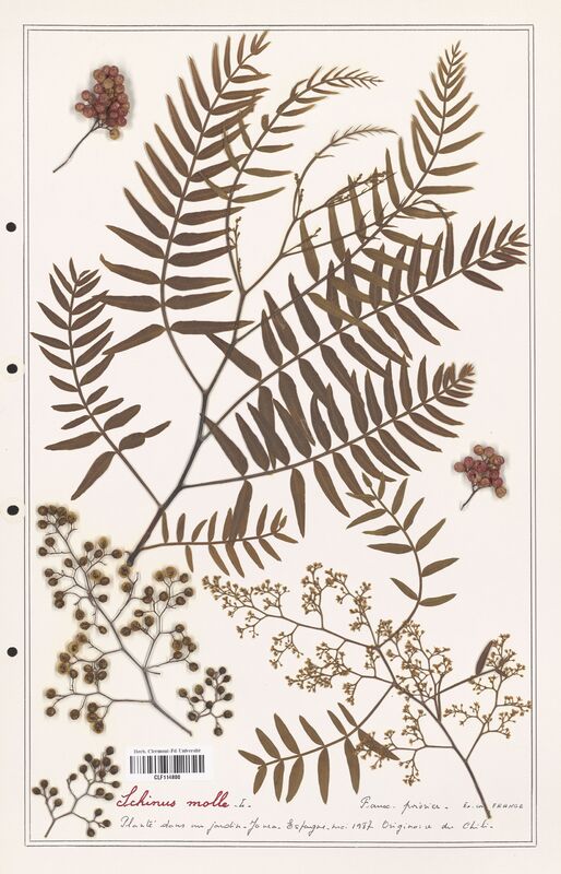 Schinus molle  (Anacardiacees)