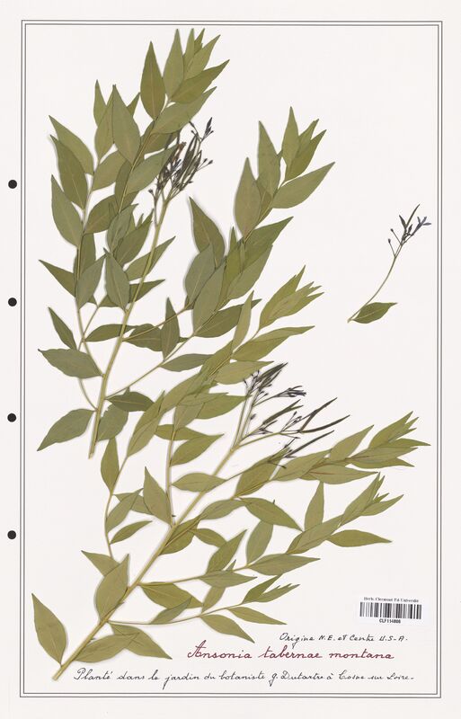 Ansonia tabernae_montana  (Apocynacees)