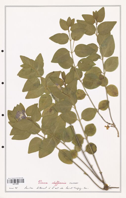 Vinca difformis  (Apocynacees)