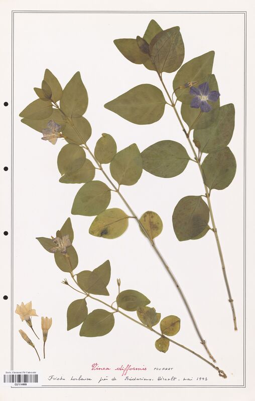 Vinca difformis  (Apocynacees)