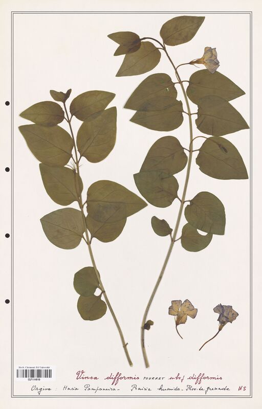Vinca difformis  (Apocynacees)