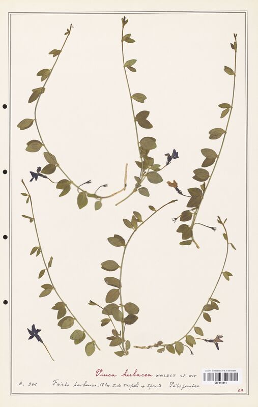 Vinca herbacea  (Apocynacees)