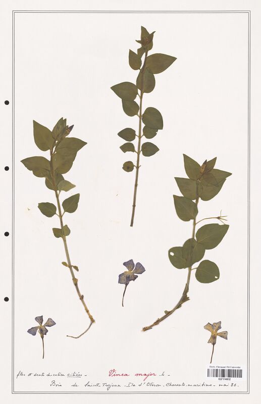 Vinca major  (Apocynacees)