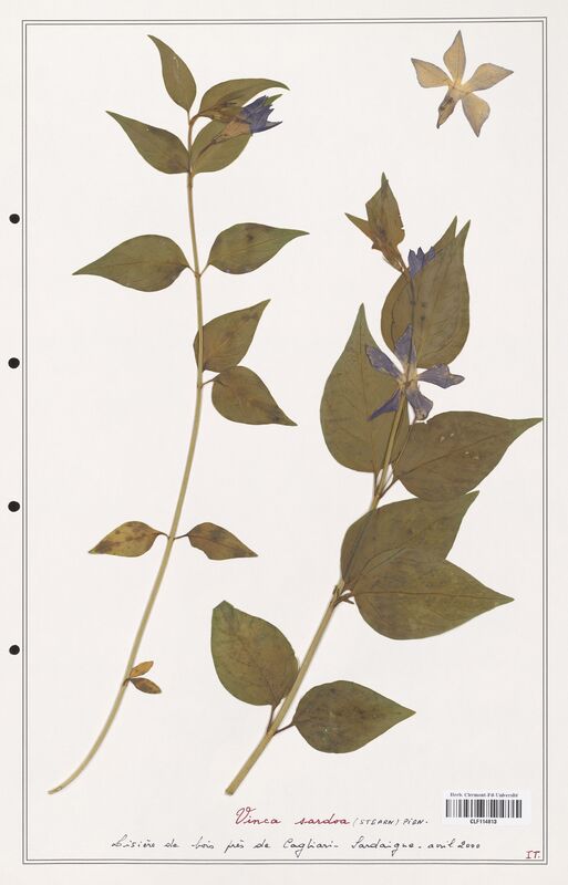 Vinca sardoa  (Apocynacees)