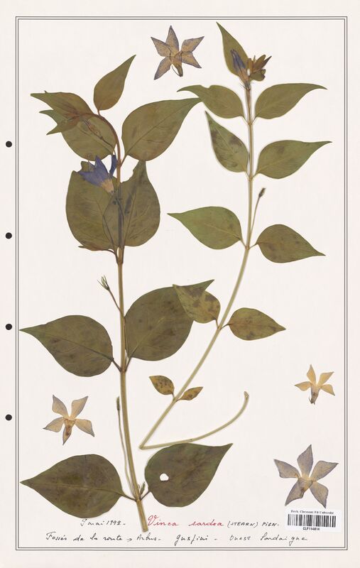 Vinca sardoa  (Apocynacees)