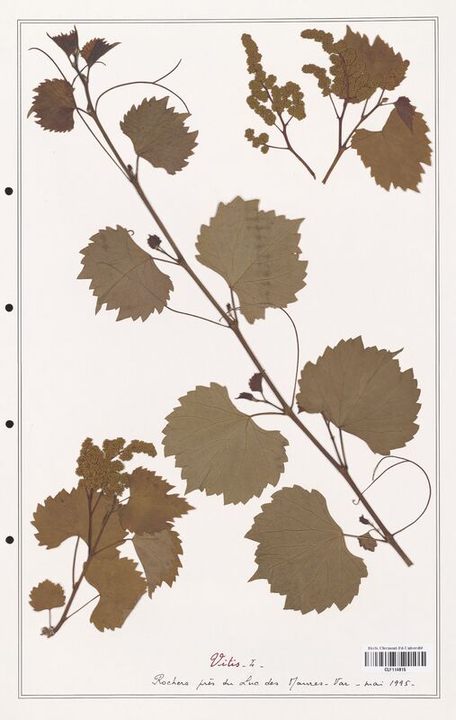 Vitis   (Apocynacees)