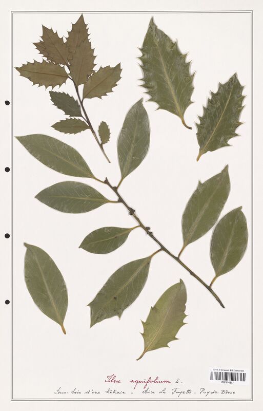 Ilex aquifolium  (Aquifoliacees)