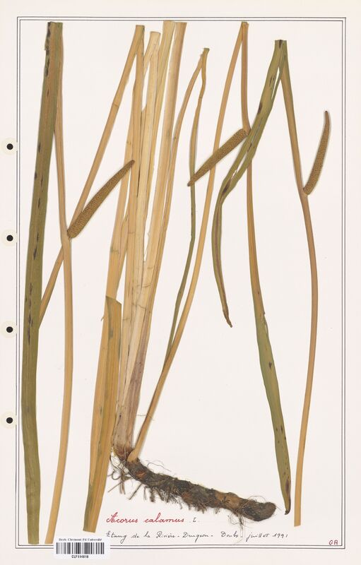 Acorus calamus  (Aracees)