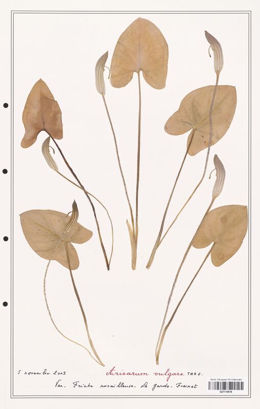 Arisarum vulgare  (Aracees)