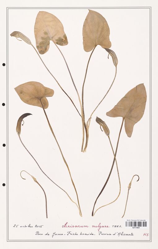 Arisarum vulgare  (Aracees)