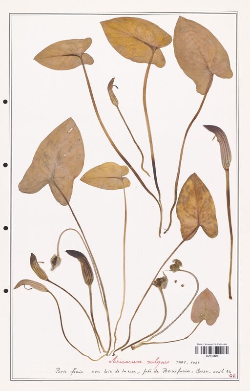 Arisarum vulgare  (Aracees)