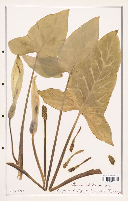 Arum italicum  (Aracees)