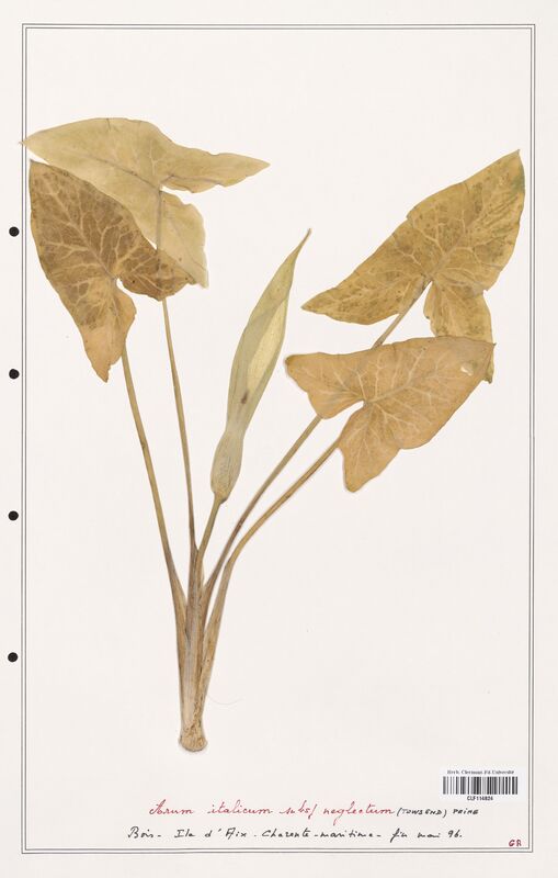 Arum italicum  (Aracees)