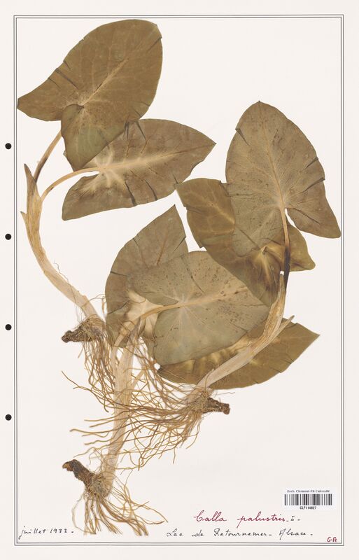 Calla palusris  (Aracees)