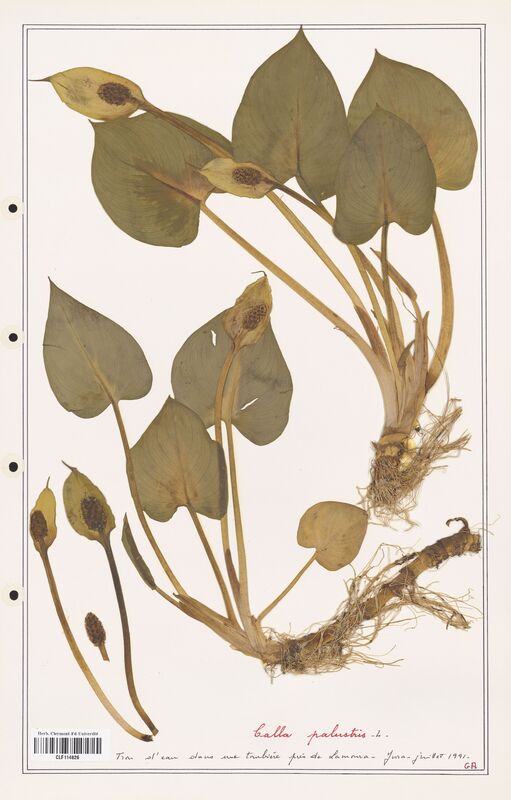 Calla palusris  (Aracees)