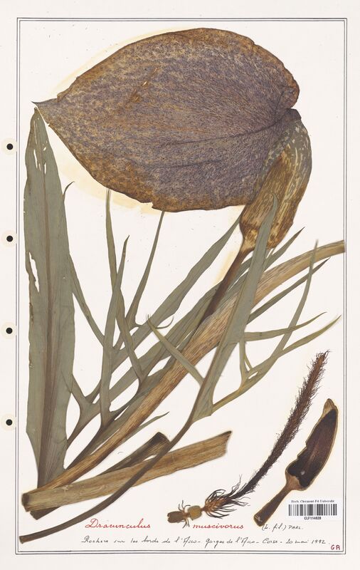 Dracunculus muscivorus  (Aracees)