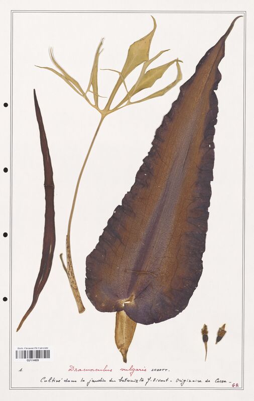 Dracunculus vulgaris  (Aracees)