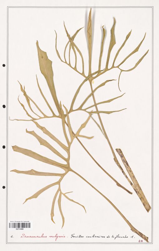 Dracunculus vulgaris  (Aracees)