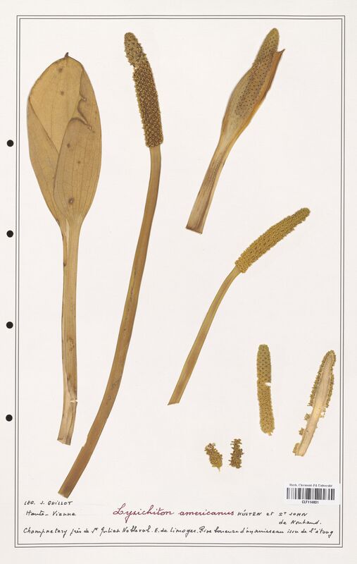 Lysichiton americanus  (Aracees)