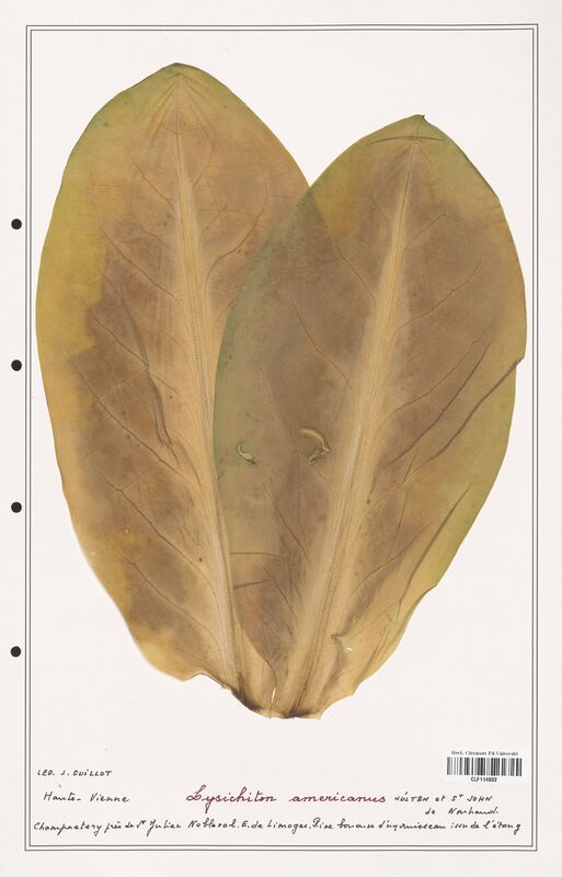 Lysichiton americanus  (Aracees)