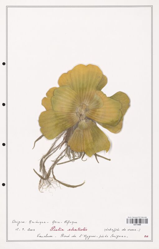 Pistia stratiotes  (Aracees)