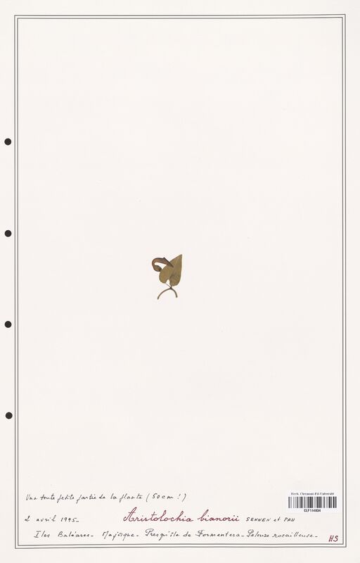 Aristolochia bianorii  (Aristolochiacees)