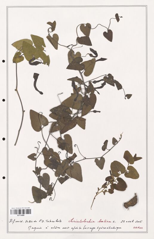 Aristolochia boetica  (Aristolochiacees)