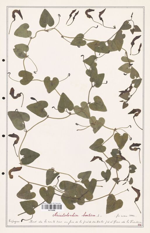 Aristolochia boetica  (Aristolochiacees)