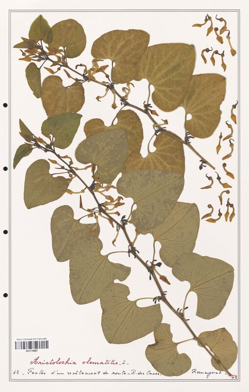 Aristolochia clematitis  (Aristolochiacees)