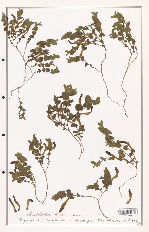 Aristolochia clusii  (Aristolochiacees)