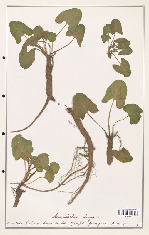 Aristolochia longa  (Aristolochiacees)