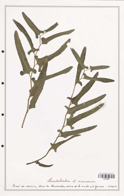 Aristolochia maurorum  (Aristolochiacees)