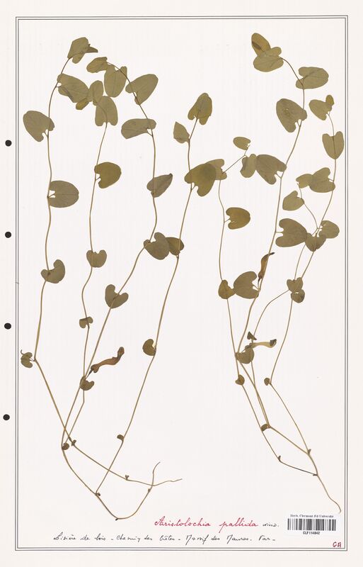 Aristolochia pallida  (Aristolochiacees)