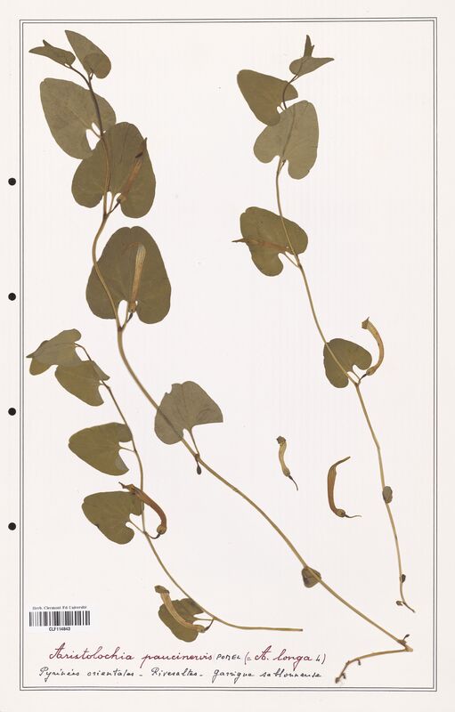 Aristolochia paucinervis  (Aristolochiacees)