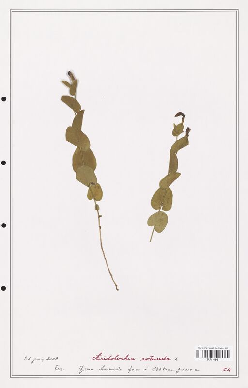 Aristolochia rotunda  (Aristolochiacees)