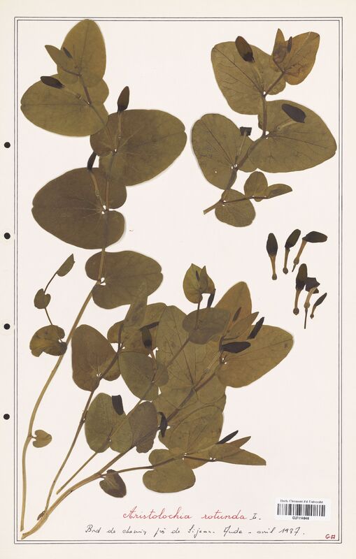 Aristolochia rotunda  (Aristolochiacees)