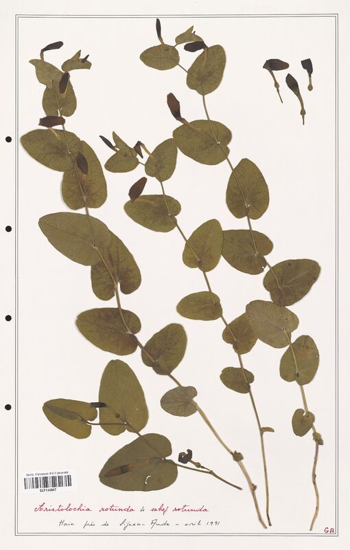 Aristolochia rotunda  (Aristolochiacees)