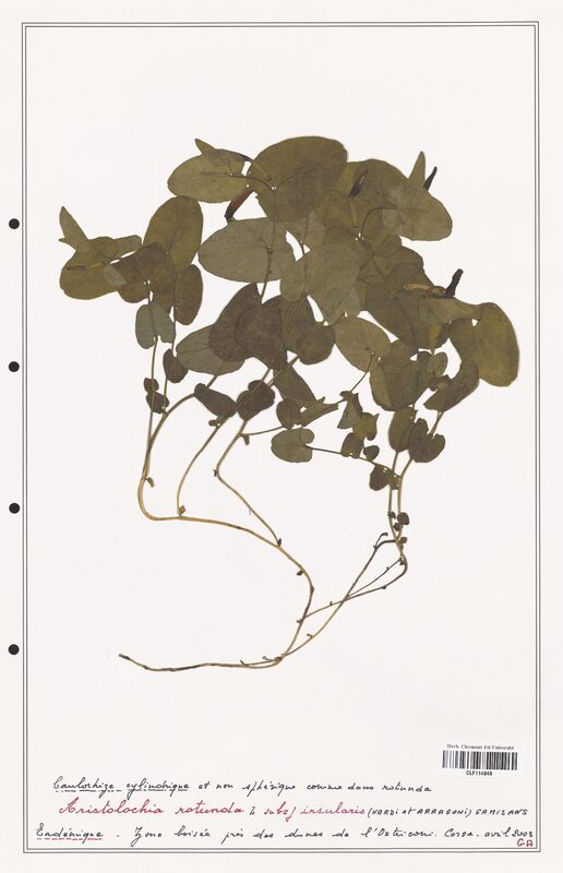 Aristolochia rotunda  (Aristolochiacees)