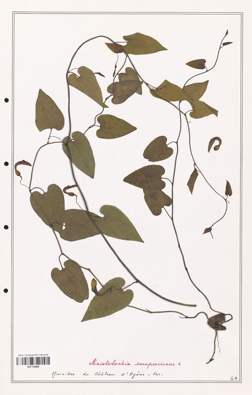 Aristolochia sempervirens  (Aristolochiacees)