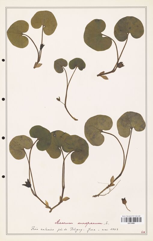 Asarum europaeum  (Aristolochiacees)